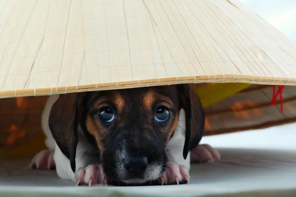 Chapeau Dachshund Chien Piebald Couleur — Photo