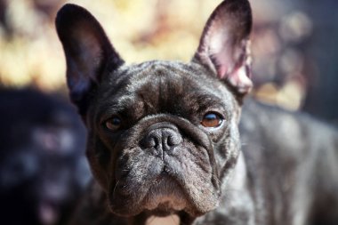 Fransız Bulldog bahar bahçe 