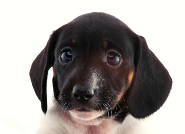 Dachshund Dog Piebald Colore — Foto Stock