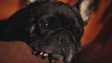 Fransız Bulldog ev iç 