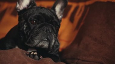 Fransız Bulldog ev iç 