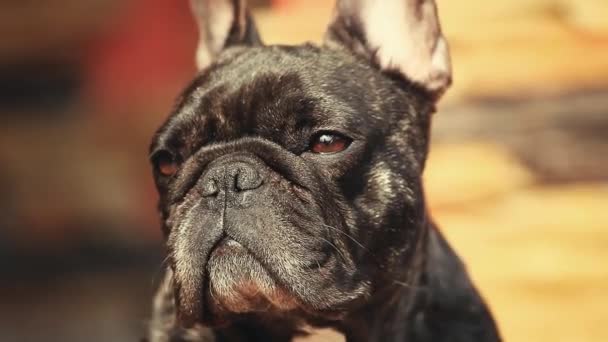 Franska Bulldog Hem Inredning — Stockvideo