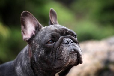 Fransız Bulldog bahar bahçe