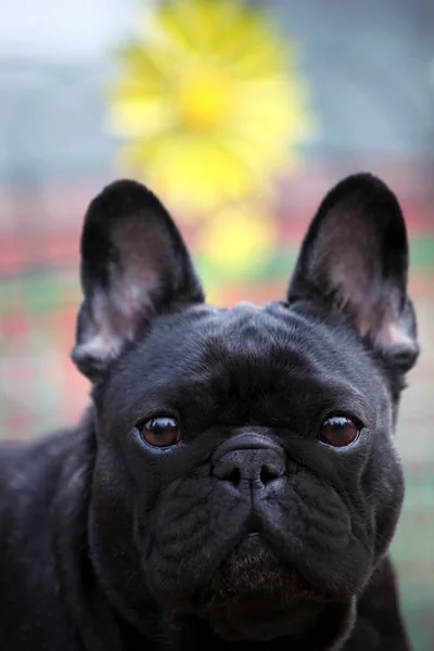 Bulldog Francés Jardín Primavera — Foto de Stock