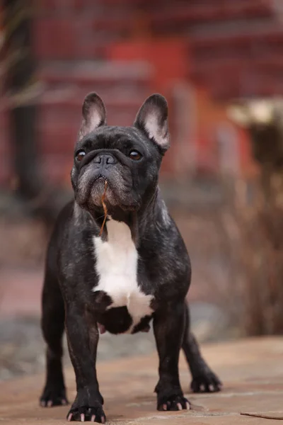 Franse Bulldog Lentetuin — Stockfoto