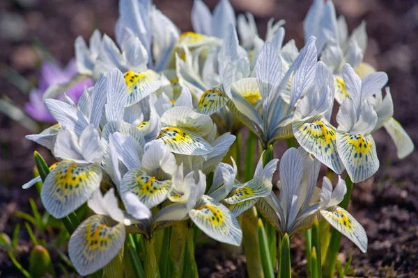 Makro Květ Šafrán Jarní — Stock fotografie