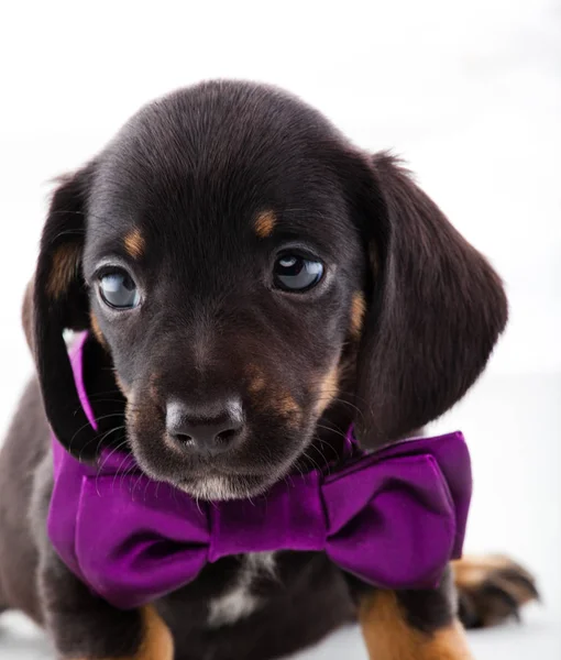Black Dachshund Puppy Gentleman — Stock Photo, Image