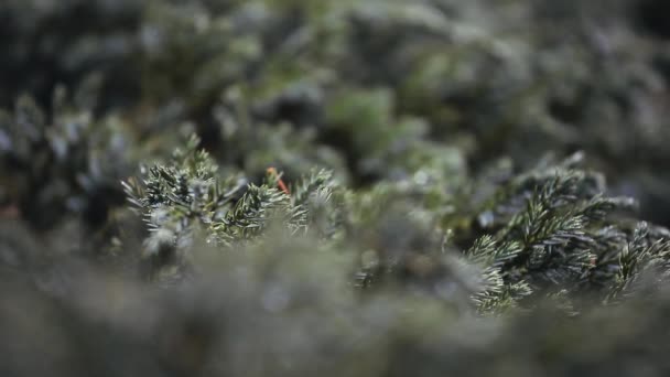 Imagens Floresta Tropical Primavera — Vídeo de Stock