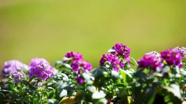 Alyssum çiçekler bahar bahçe 