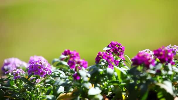 Alyssum Blumen Frühlingsgarten — Stockvideo