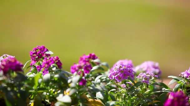 Alyssum Bloemen Lentetuin — Stockvideo