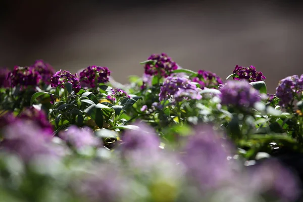 Alyssum Blumen Frühlingsgarten — Stockfoto