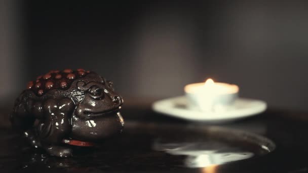 Chinesische Teekröte — Stockvideo