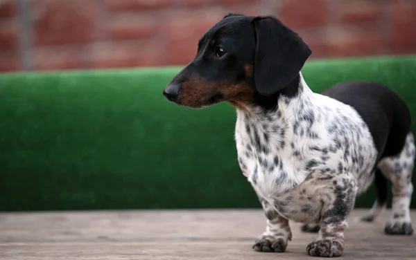 Teckel Hond Piebald Kleur — Stockfoto