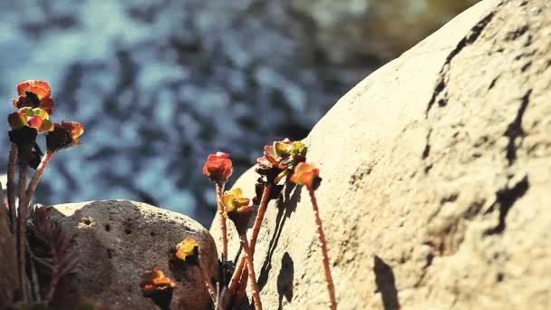 Corra Rio Pedras Água Doce Planta Suculenta Mola — Vídeo de Stock