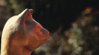 Bahçe kedi seramik dekorasyon 