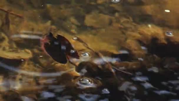 Бульбашки Водна Лілія Весняні Кадри — стокове відео
