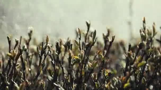 庭のスプリンクラーの水滴 — ストック動画