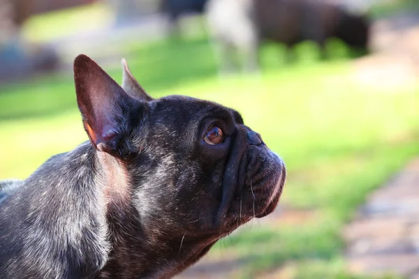 Francia Bulldog Tavaszi Kert — Stock Fotó