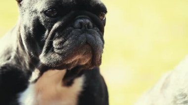 Fransız Bulldog bahar bahçe