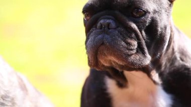 Fransız Bulldog bahar bahçe