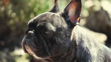 Fransız Bulldog bahar bahçe