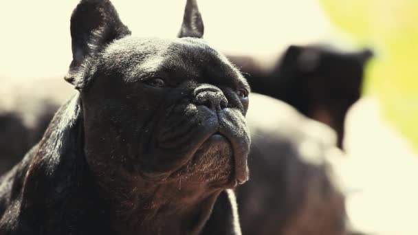 Französische Bulldogge — Stockvideo