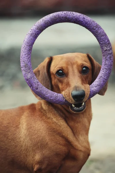 ダックスフント犬春の庭 — ストック写真