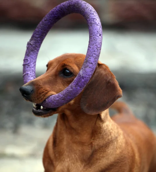 Teckel Hond Lentetuin — Stockfoto