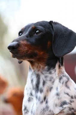 Dachshund Köpek bahar bahçe