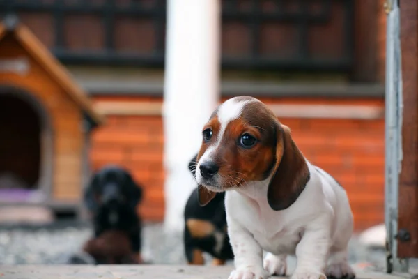 Dackelhund Frühlingsgarten — Stockfoto