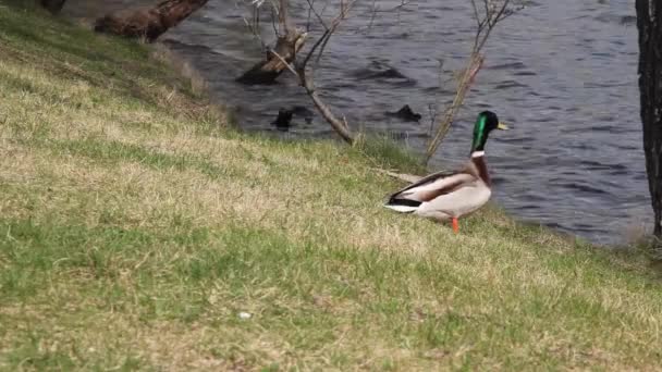 Pato Andante Primavera Naturaleza — Vídeos de Stock