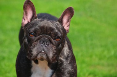 Fransız Bulldog bahar bahçe