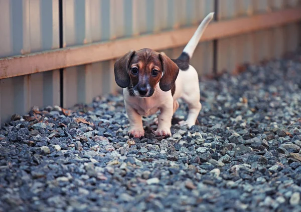 Dackelhund Frühlingsgarten — Stockfoto