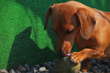 Dachshund Köpek bahar bahçe