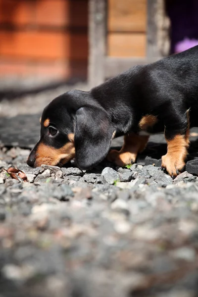 Dackelhund Frühlingsgarten — Stockfoto