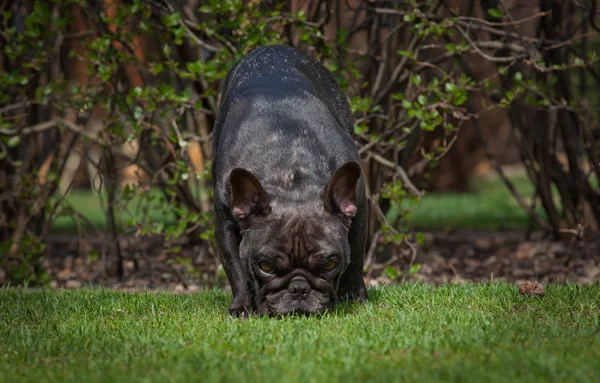 Fransız Bulldog bahar bahçe