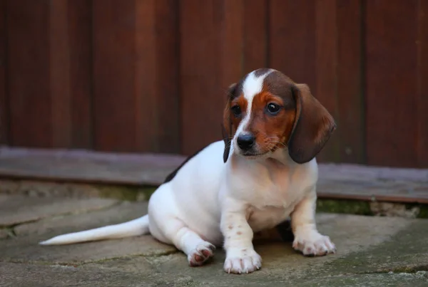 Dackelhund Frühlingsgarten — Stockfoto