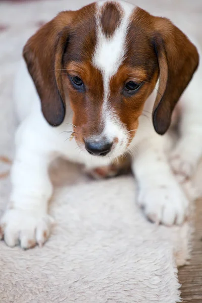 Dackelhund Frühlingsgarten — Stockfoto