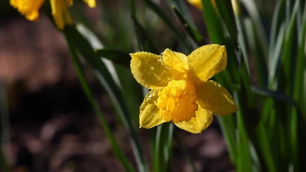 Spring Garden Yellow Narcissus Flower Rain Drops — Stock Video