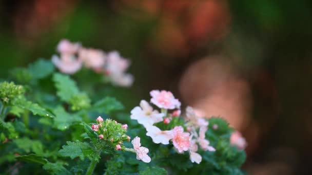 Flores Primavera Jardín Gotas Lluvia — Vídeo de stock