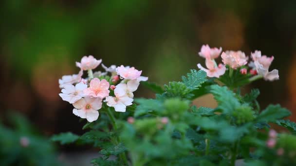 Frühling Blumen Garten Regentropfen — Stockvideo