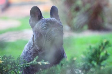 Fransız Bulldog bahar bahçe