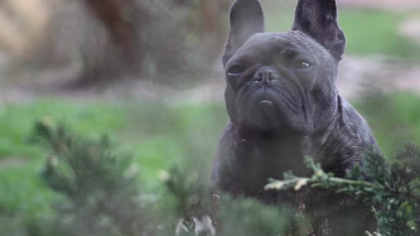 法国斗牛犬春季花园 — 图库视频影像