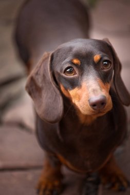 Dachshund Köpek bahar bahçe