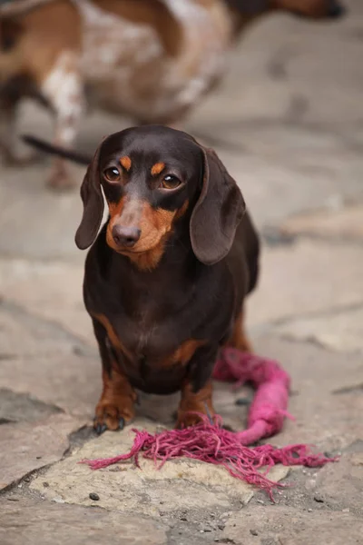 Tax Hund Våren Trädgård — Stockfoto