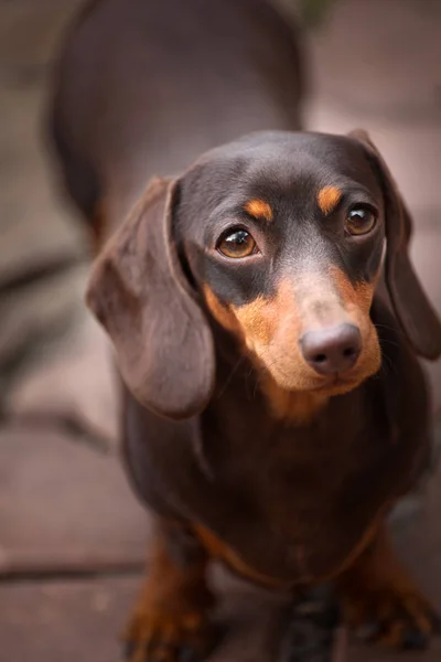 Dachshund Köpek Bahar Bahçe — Stok fotoğraf