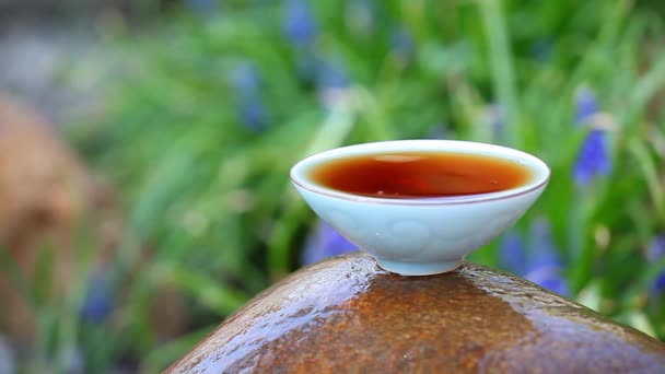 Black Chinese Tea Garden — Stock Video