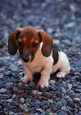 Dachshund Köpek bahar bahçe