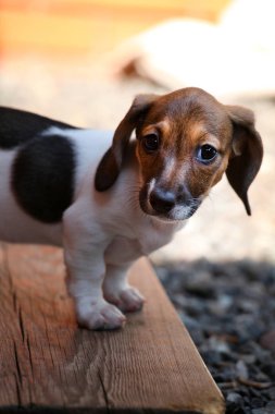 Dachshund Köpek bahar bahçe